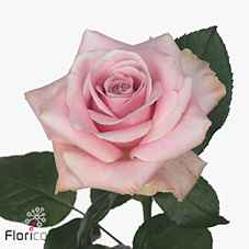 Срезанные цветы оптом Rosa la pink avalanche+ от 50шт из Голландии с доставкой по России