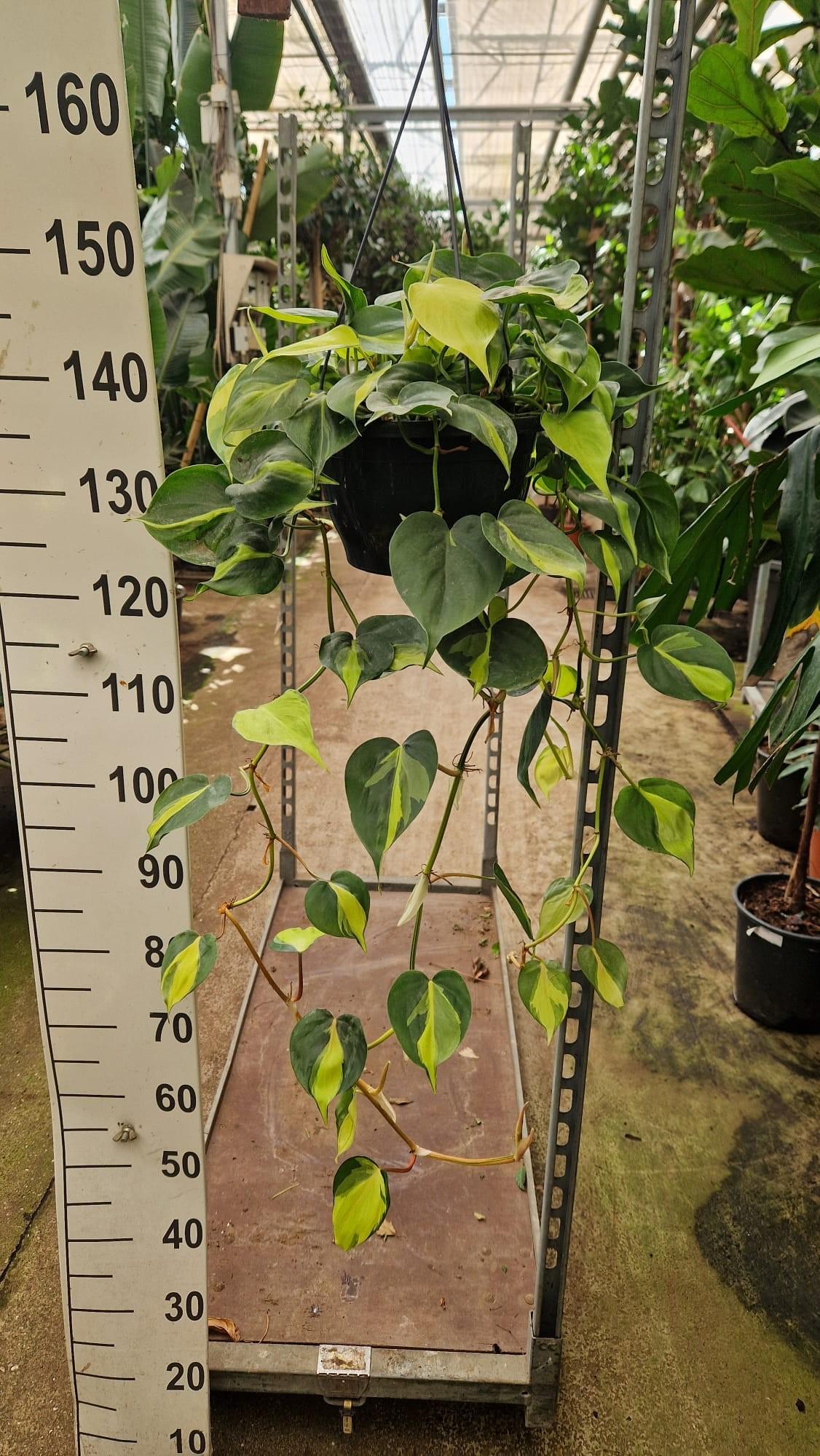 Горшечные цветы и растения оптом Philodendron Brazil Hangpot от 2шт из Голландии с доставкой по России