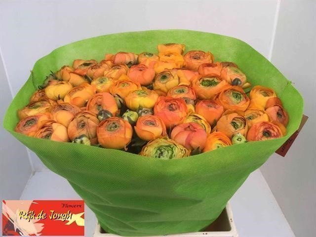 Срезанные цветы оптом Ranunculus aazur orange от 30шт из Голландии с доставкой по России