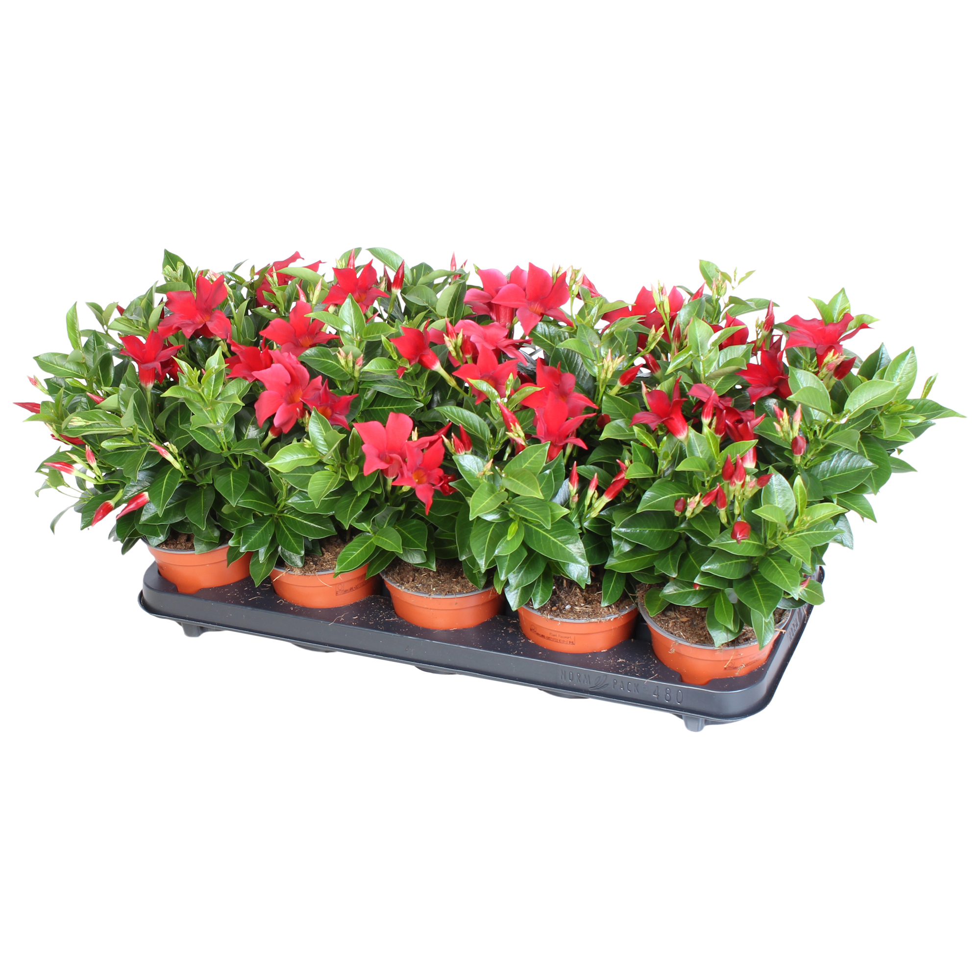 Горшечные цветы и растения оптом Mandevilla Rio, Rood 3 Stek Per Pot от 6шт из Голландии с доставкой по России