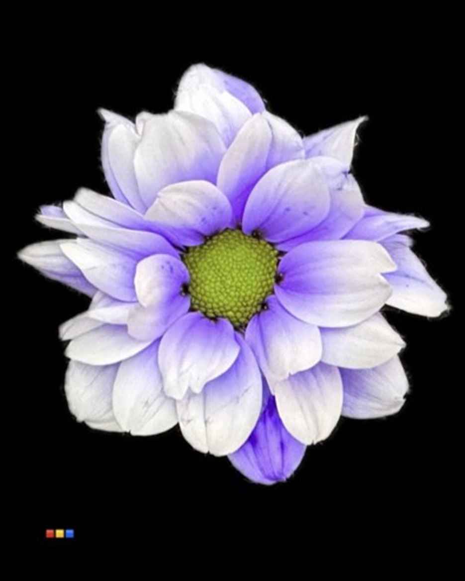 Срезанные цветы оптом Chrys sp paint kennedy pastel lilac от 40шт из Голландии с доставкой по России