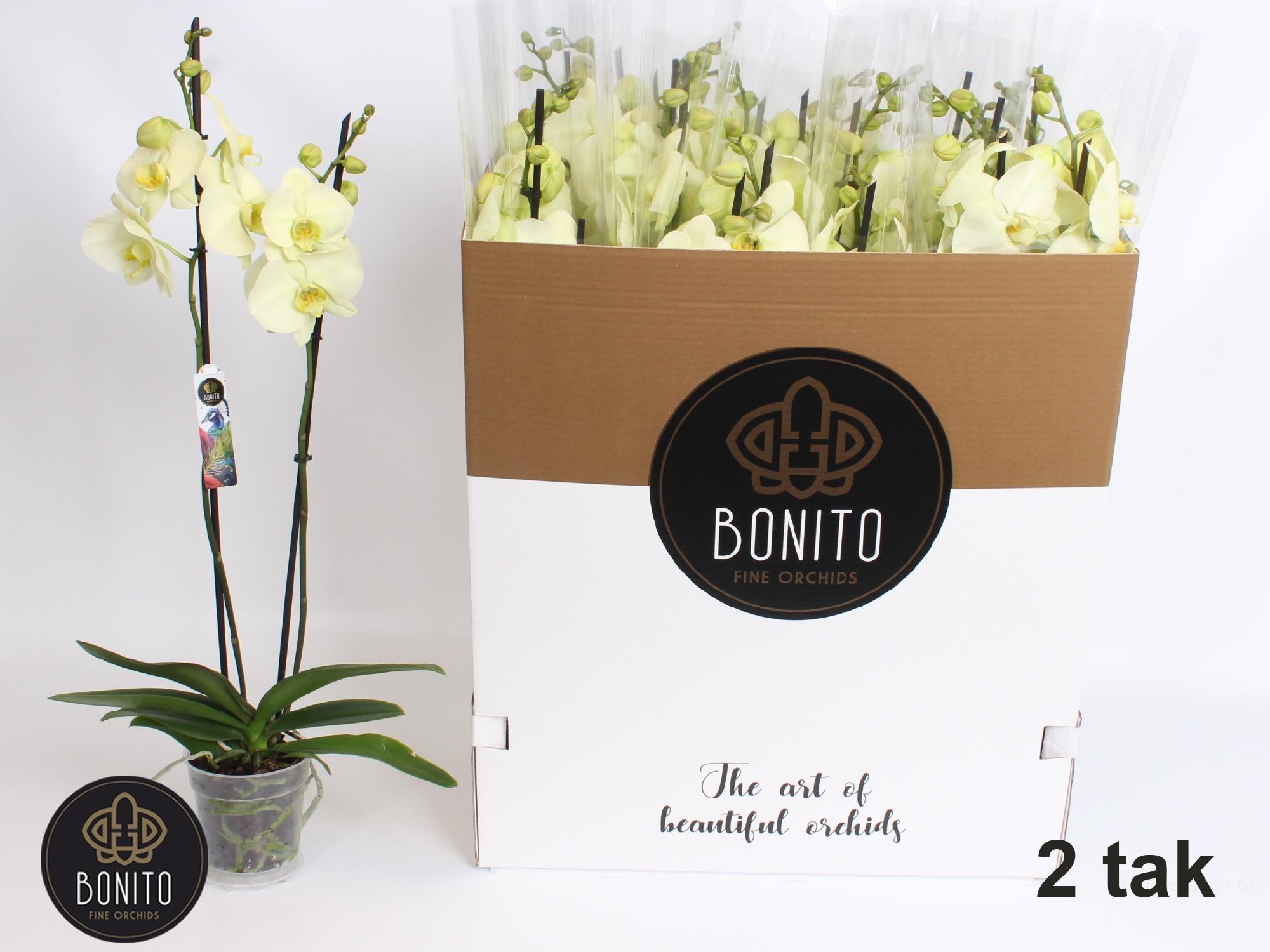 Горшечные цветы и растения оптом Phalaenopsis Yellow от 12шт из Голландии с доставкой по России