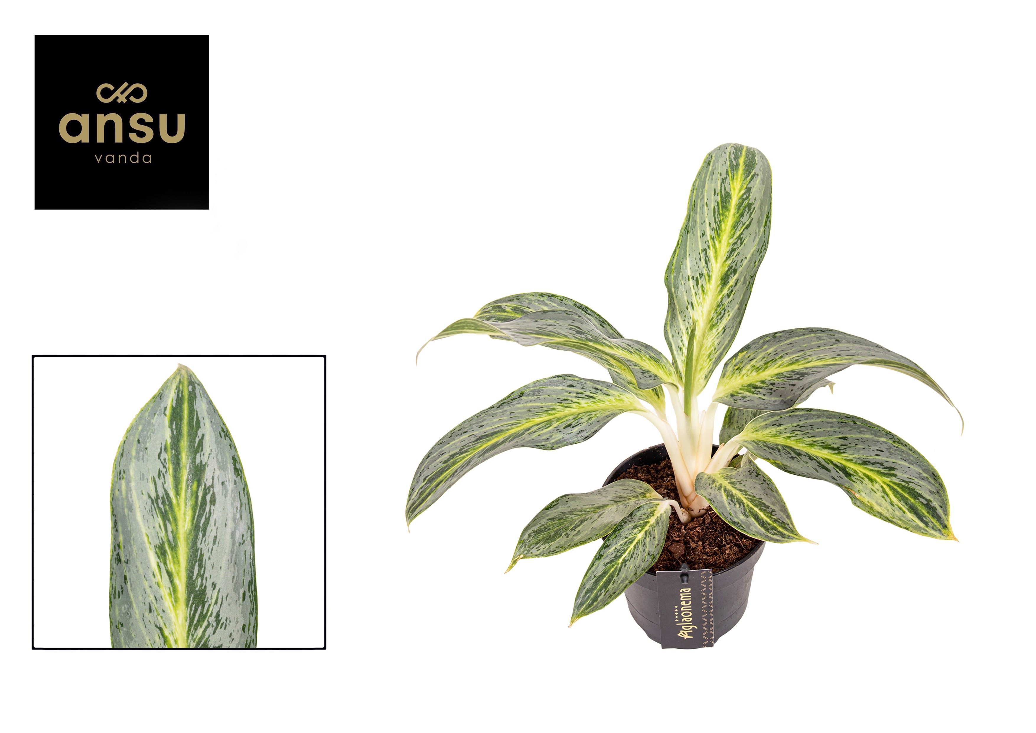 Горшечные цветы и растения оптом Aglaonema Emerald Stone от 6шт из Голландии с доставкой по России