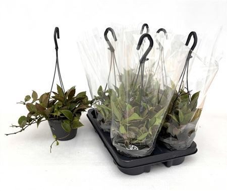 Горшечные цветы и растения оптом Hoya Sunrise Hangpot от 6шт из Голландии с доставкой по России