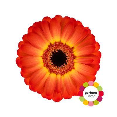 Срезанные цветы оптом Germini diamond flamazing от 20шт из Голландии с доставкой по России