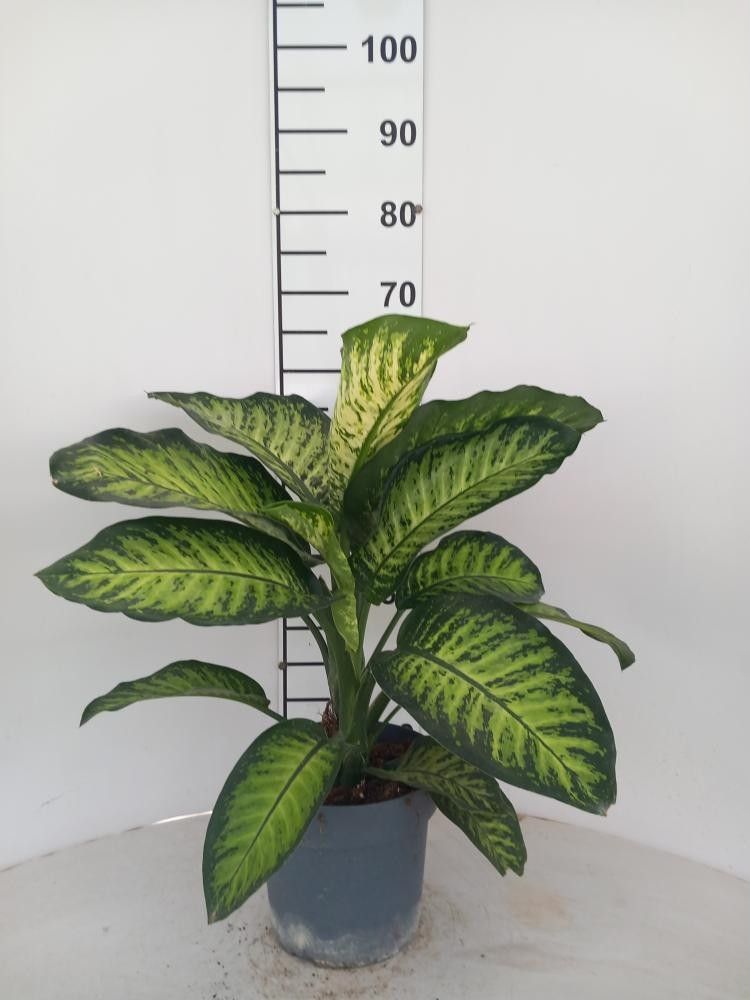 Горшечные цветы и растения оптом Dieffenbachia Tropic Yellow от 1шт из Голландии с доставкой по России