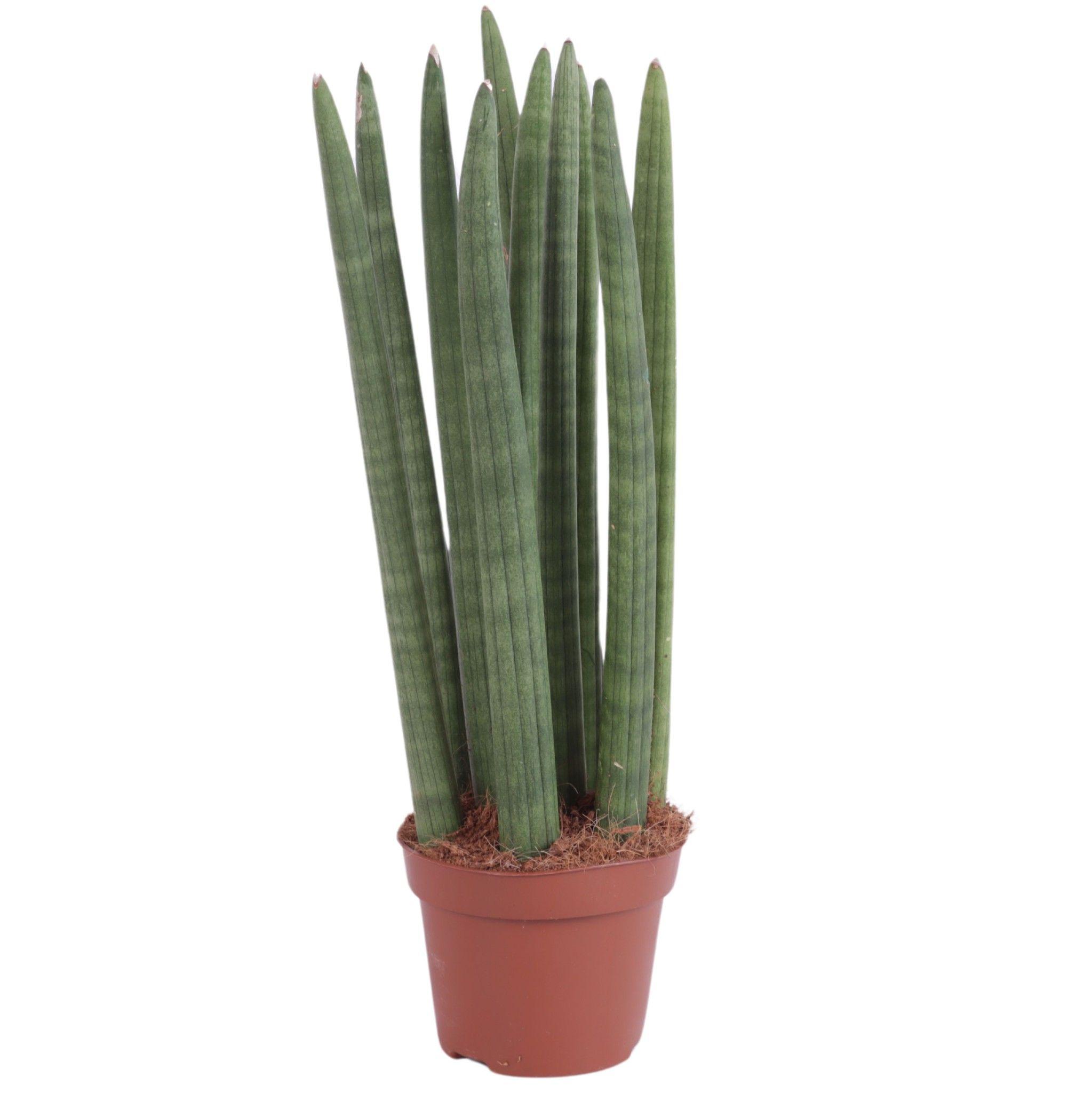 Горшечные цветы и растения оптом Sansevieria Cylindrica Straight от 10шт из Голландии с доставкой по России