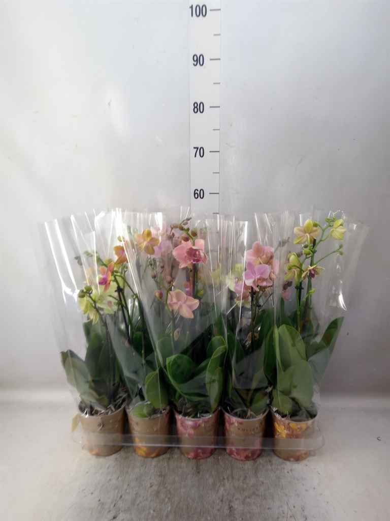 Горшечные цветы и растения оптом Phalaenopsis   ...mix  3 от 10шт из Голландии с доставкой по России