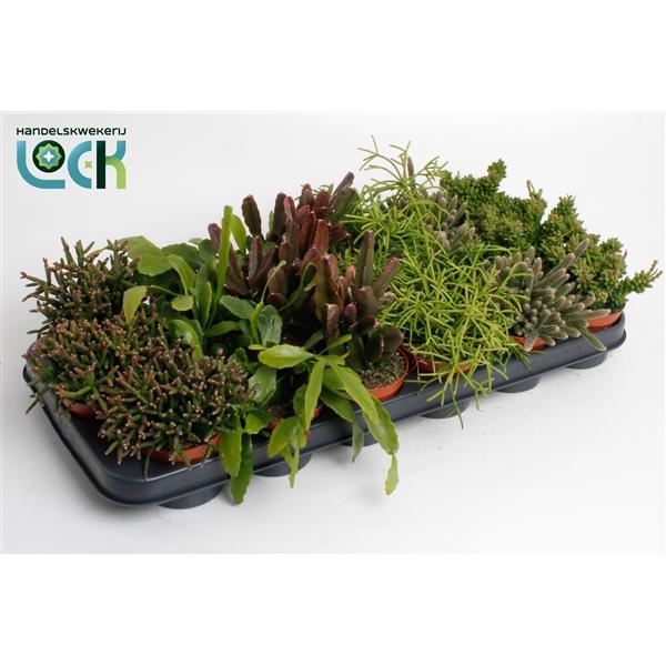 Горшечные цветы и растения оптом Rhipsalis Mix от 12шт (для телеги) из Голландии с доставкой по России