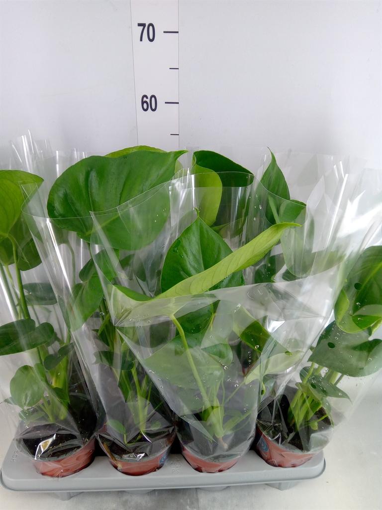 Горшечные цветы и растения оптом Monstera Delic. от 8шт из Голландии с доставкой по России