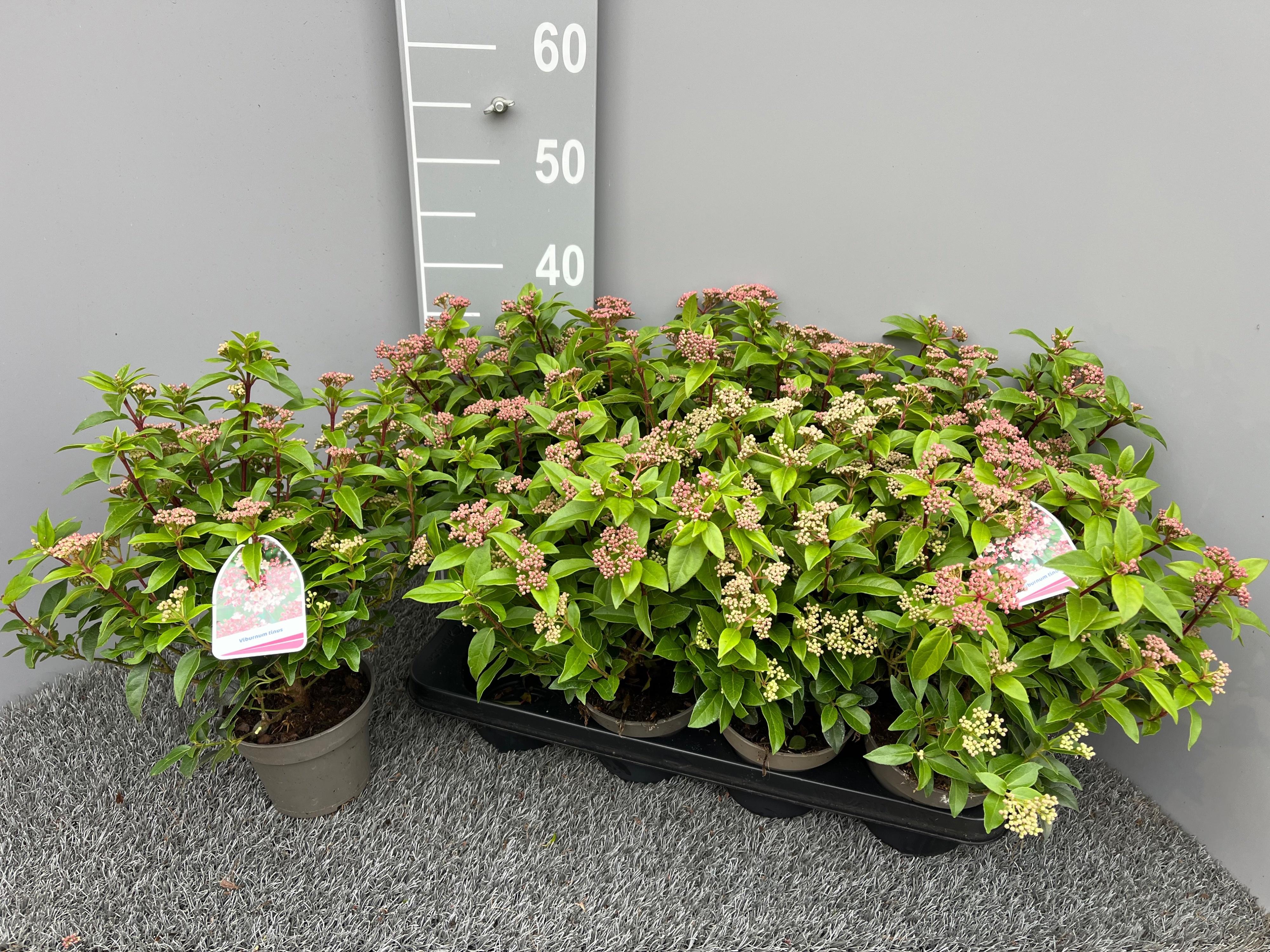 Горшечные цветы и растения оптом Vibu Tinus от 8шт из Голландии с доставкой по России