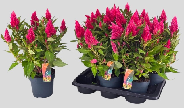 Горшечные цветы и растения оптом Cel Pl Kel Fire Pink от 6шт из Голландии с доставкой по России