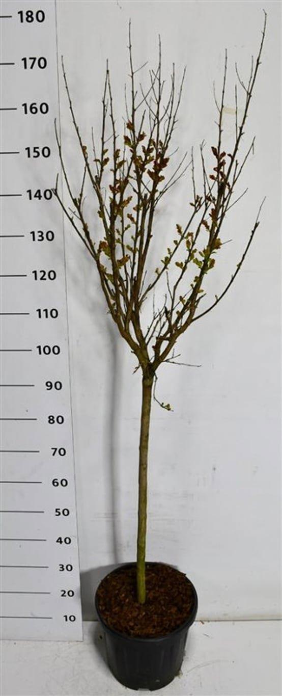 Горшечные цветы и растения оптом Lagerstroemia I. Pink Velour On Stem от 1шт из Голландии с доставкой по России