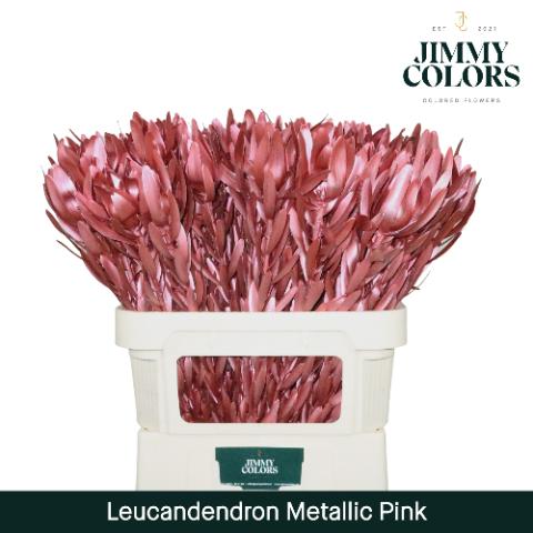 Срезанные цветы оптом Leucadendron paint metallic pink от 80шт из Голландии с доставкой по России