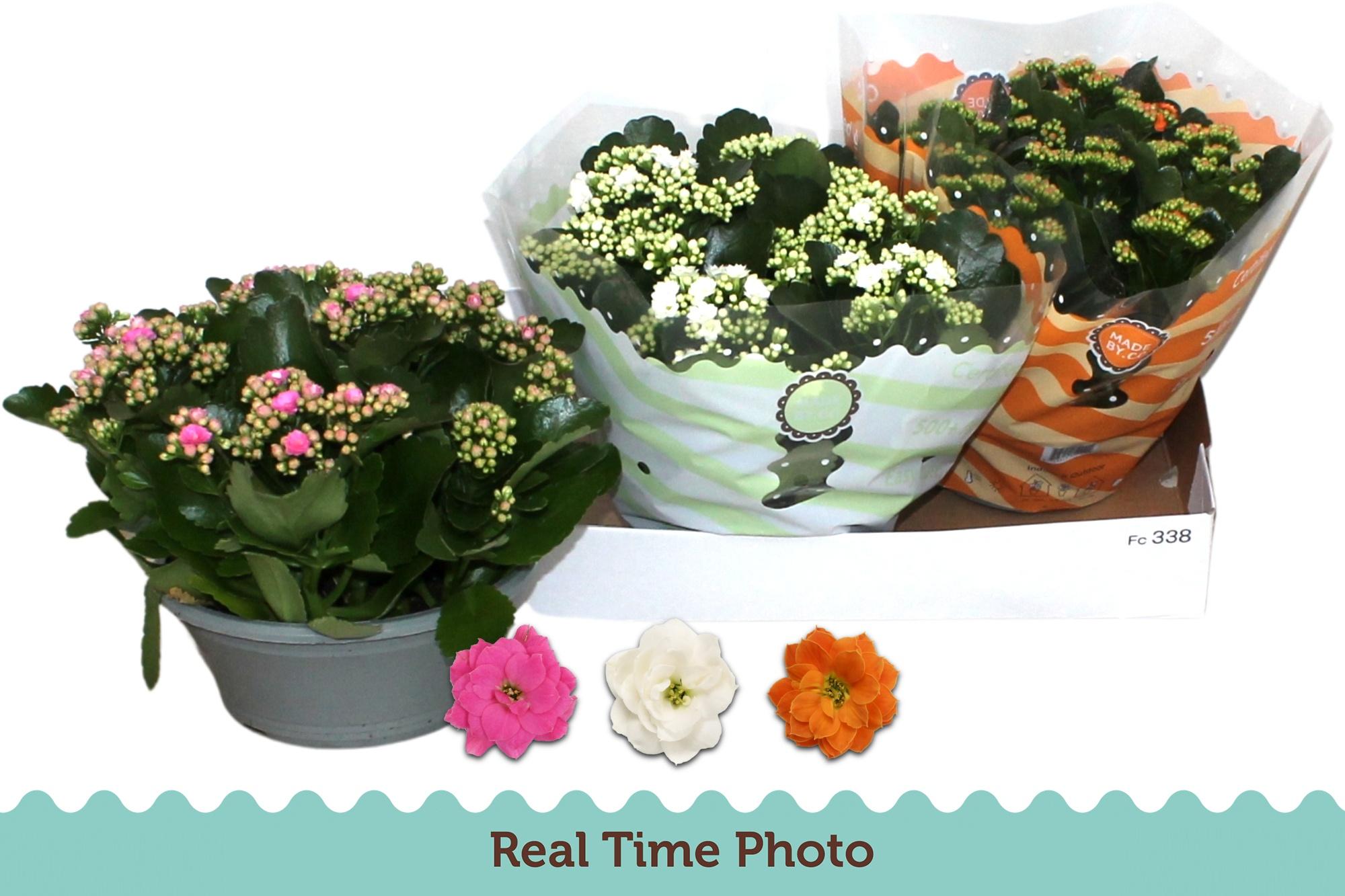 Горшечные цветы и растения оптом Kal Ge Gem 3 Kl от 3шт из Голландии с доставкой по России