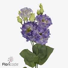 Срезанные цветы оптом Lisianthus do alissa blue flash от 140шт. из Голландии с доставкой по России