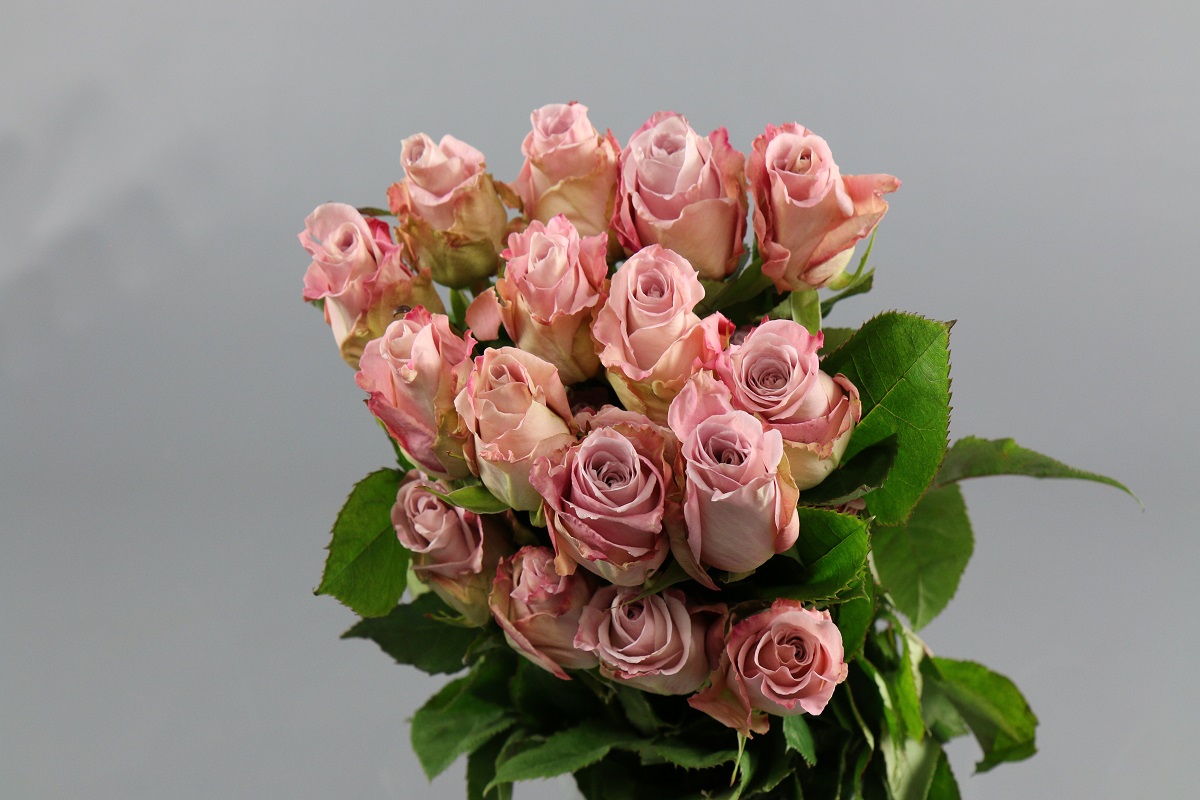 Срезанные цветы оптом Rosa ec faith от 20шт из Голландии с доставкой по России