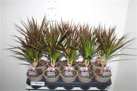 Горшечные цветы и растения оптом Dra Marg Magenta от 10шт из Голландии с доставкой по России