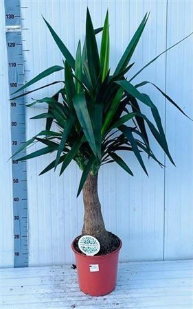 Горшечные цветы и растения оптом Yucca Maya Tree от 1шт из Голландии с доставкой по России