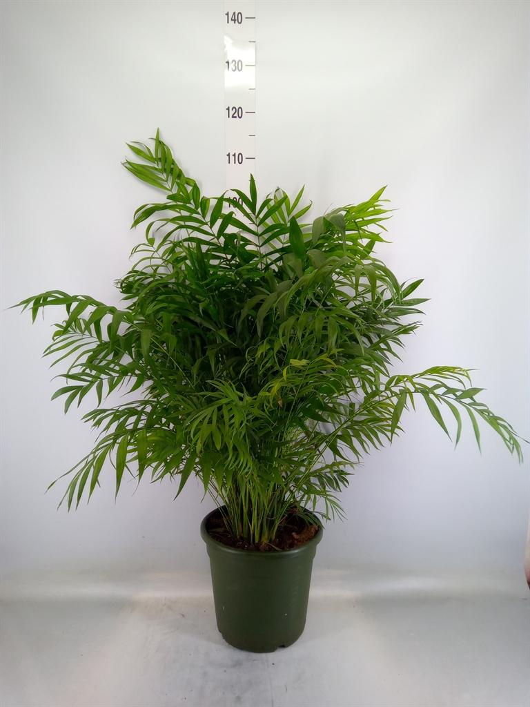 Горшечные цветы и растения оптом Chamaedorea Elegans от 1шт из Голландии с доставкой по России
