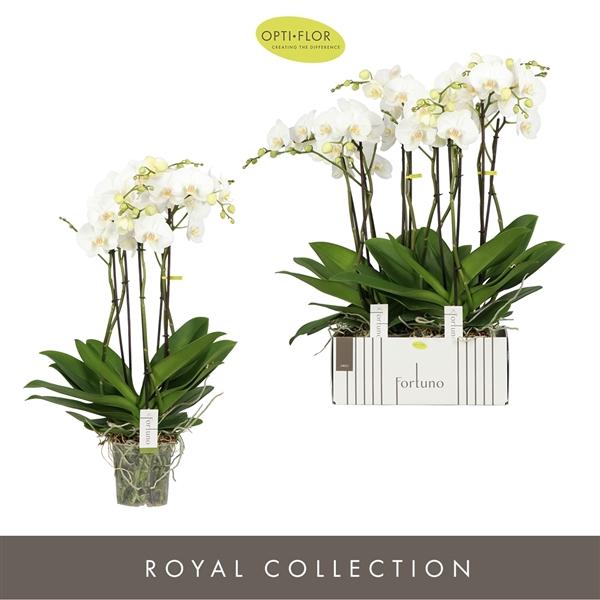 Горшечные цветы и растения оптом Phal 5st Fortuno Largo 30+ (opti) от 2шт из Голландии с доставкой по России