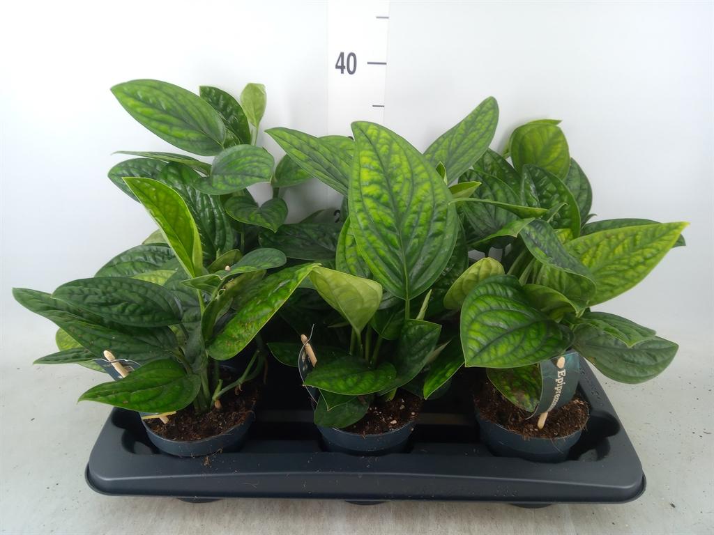 Горшечные цветы и растения оптом Epipremnum Marble Planet от 6шт из Голландии с доставкой по России