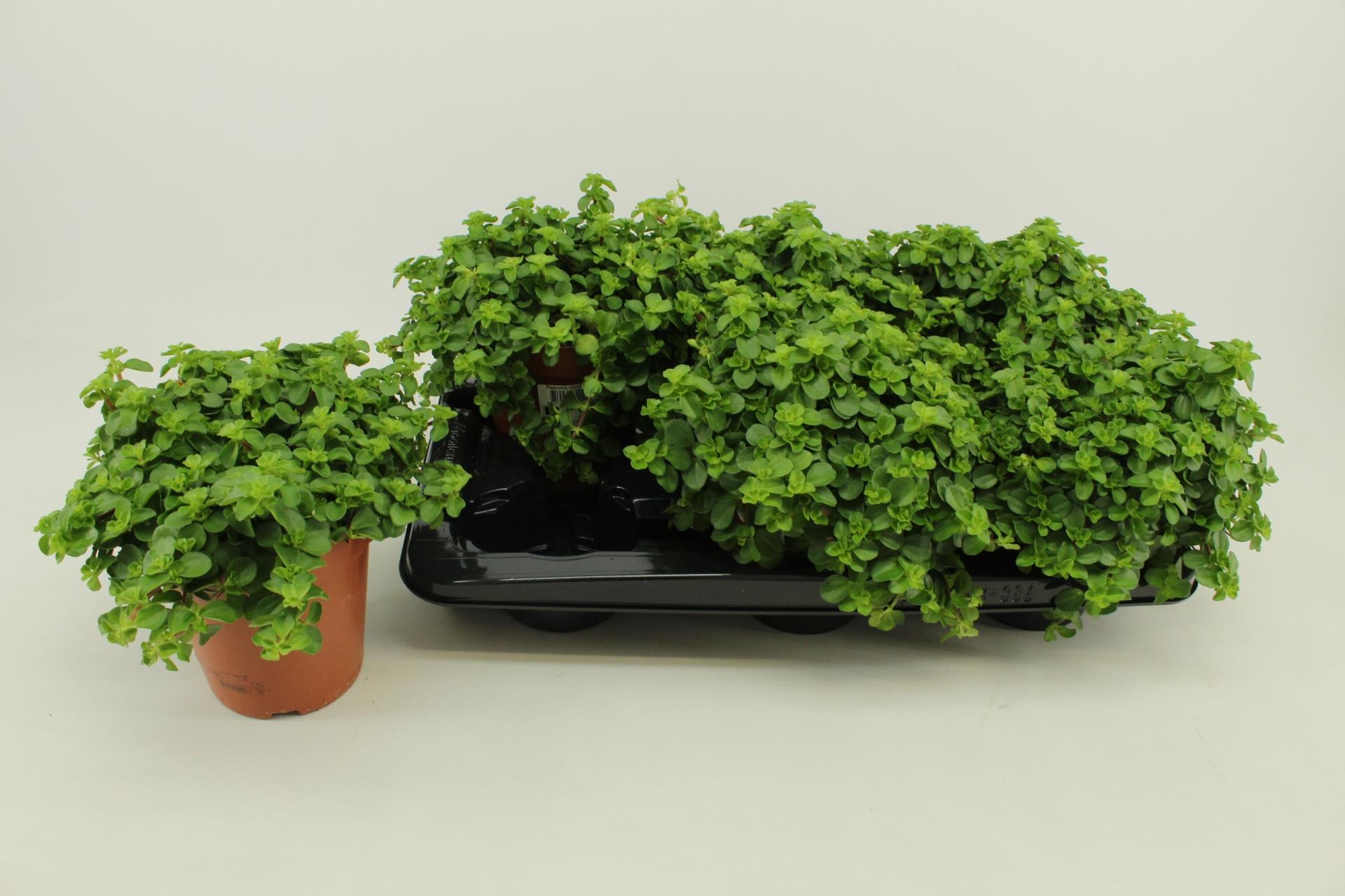 Горшечные цветы и растения оптом Pep Rotundifolia от 6шт из Голландии с доставкой по России