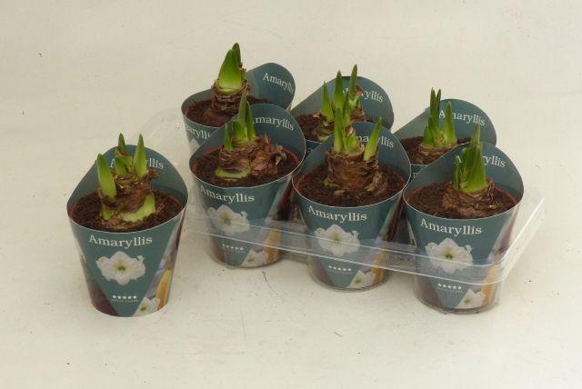 Горшечные цветы и растения оптом Hipp Ov от 7шт из Голландии с доставкой по России