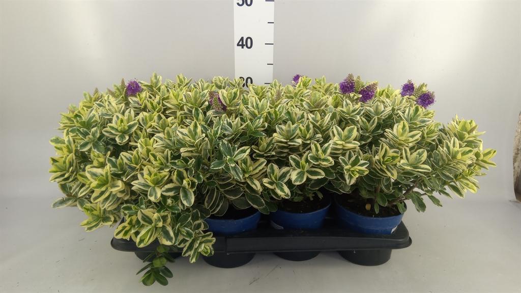 Горшечные цветы и растения оптом Hebe Andersonii variegata от 8шт из Голландии с доставкой по России