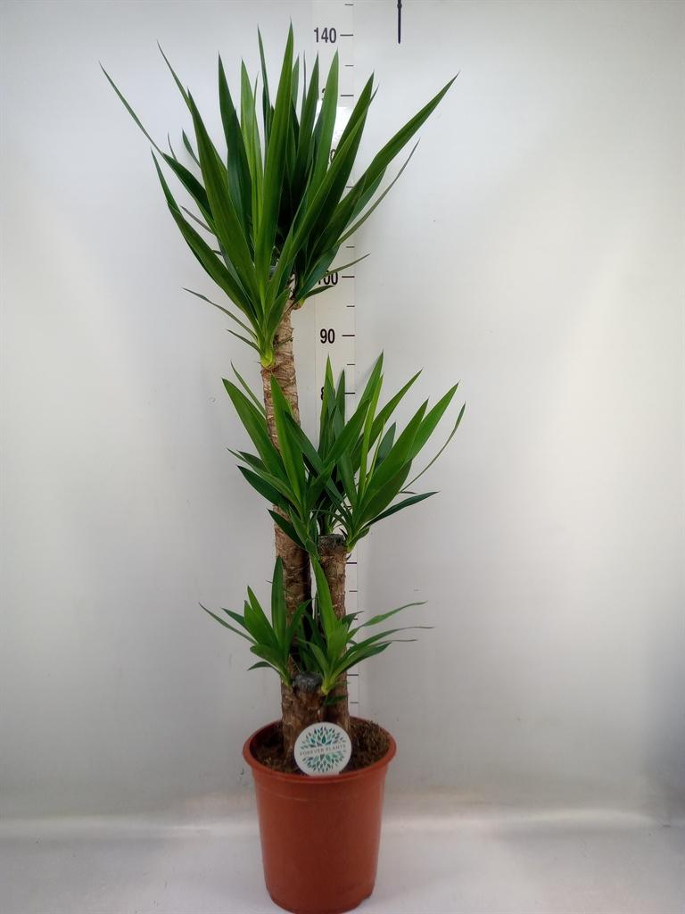 Горшечные цветы и растения оптом Yucca   ... от 1шт из Голландии с доставкой по России