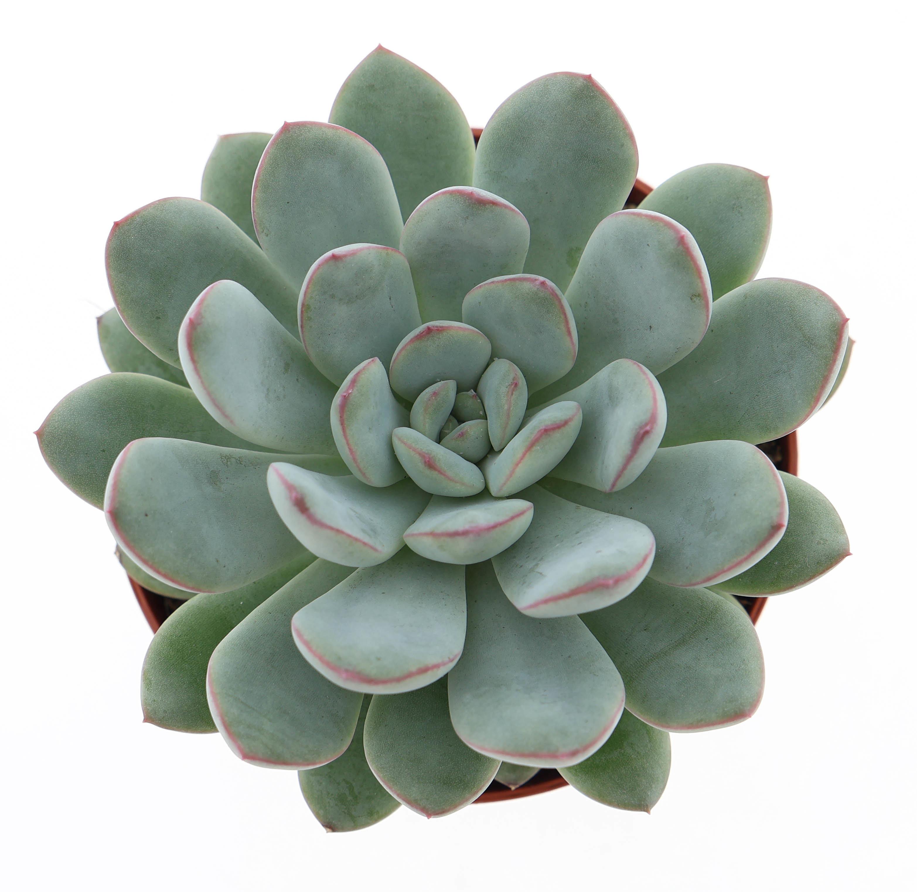 Горшечные цветы и растения оптом Echeveria Morning Dew от 12шт (для телеги) из Голландии с доставкой по России