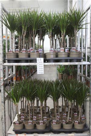 Горшечные цветы и растения оптом Dra Marginata 30cm 3+ Solo от 6шт из Голландии с доставкой по России