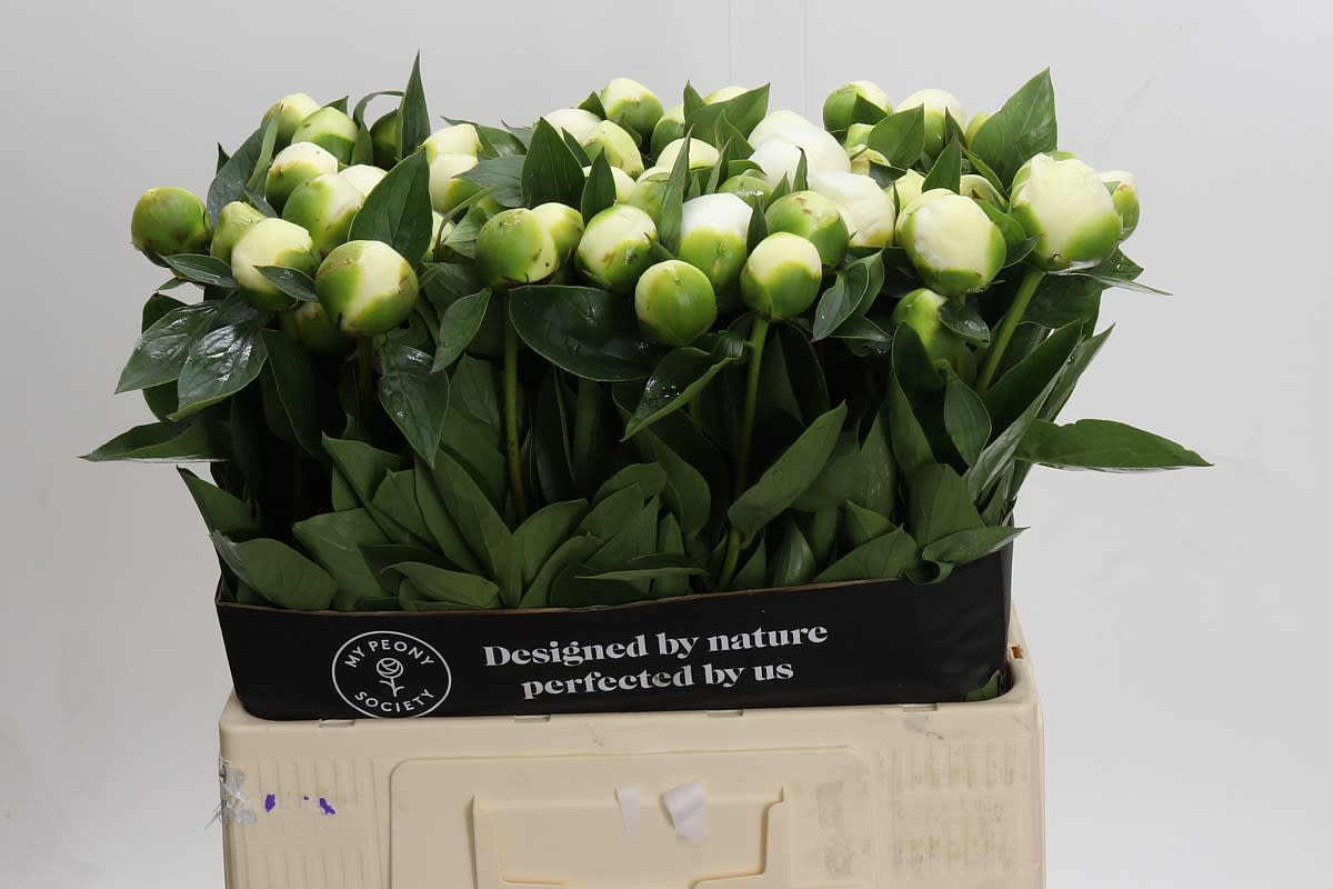 Срезанные цветы оптом Paeonia bridal shower от 60шт из Голландии с доставкой по России