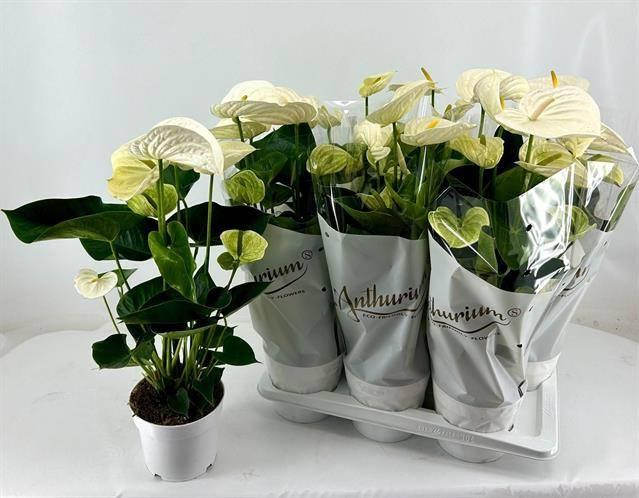 Горшечные цветы и растения оптом Anthurium Alpine от 6шт из Голландии с доставкой по России