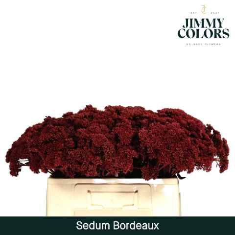 Срезанные цветы оптом Sedum paint bordeaux от 50шт из Голландии с доставкой по России