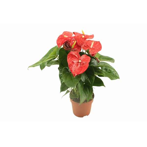 Горшечные цветы и растения оптом Anth An Aloha Red 6+ Pot от 6шт из Голландии с доставкой по России