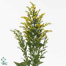 Срезанные цветы оптом Solidago golden glory от 100шт из Голландии с доставкой по России