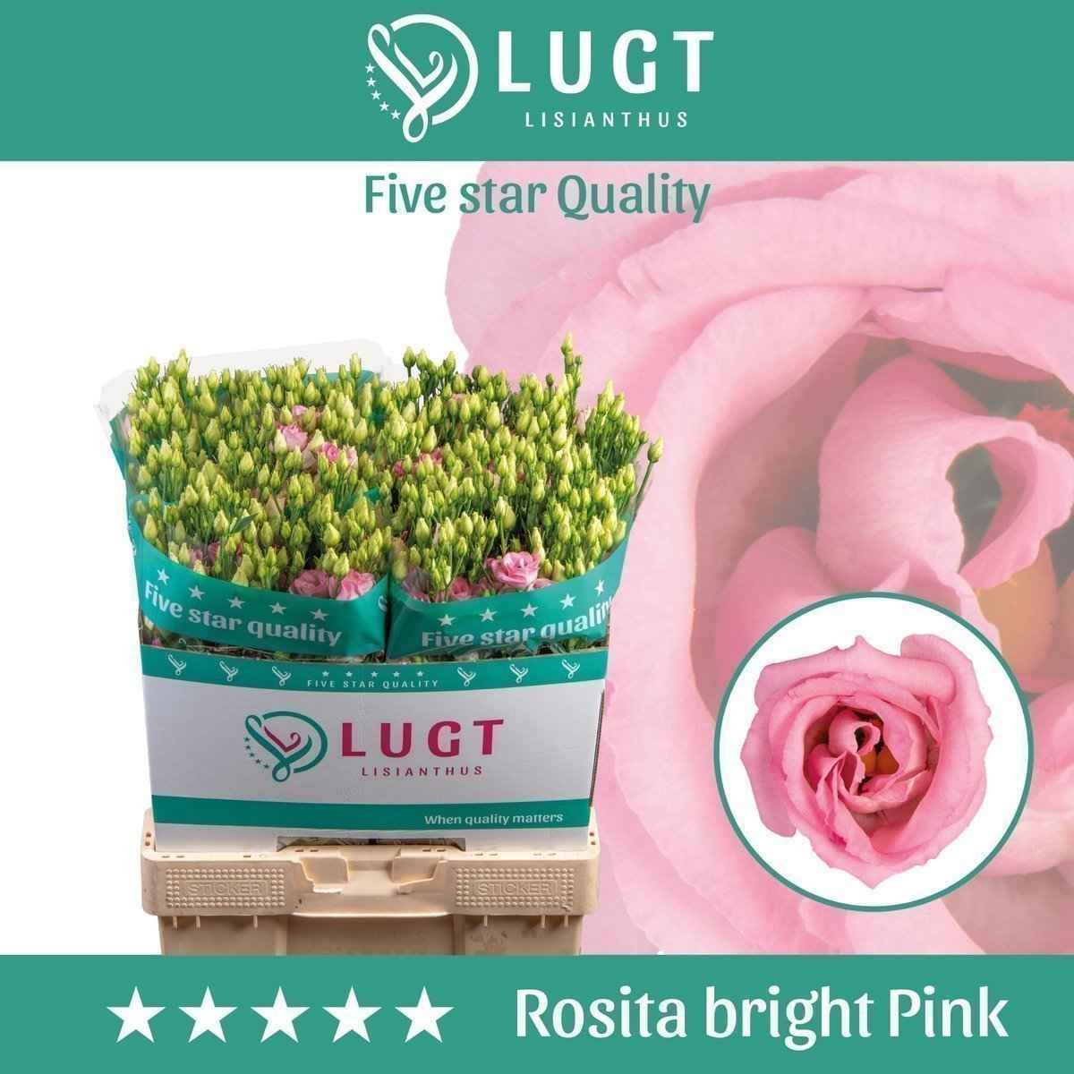 Срезанные цветы оптом Lisianthus do rosita bright pink от 140шт. из Голландии с доставкой по России