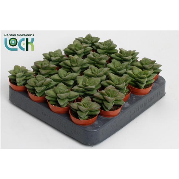 Горшечные цветы и растения оптом Crassula Springtime от 20шт (для телеги) из Голландии с доставкой по России