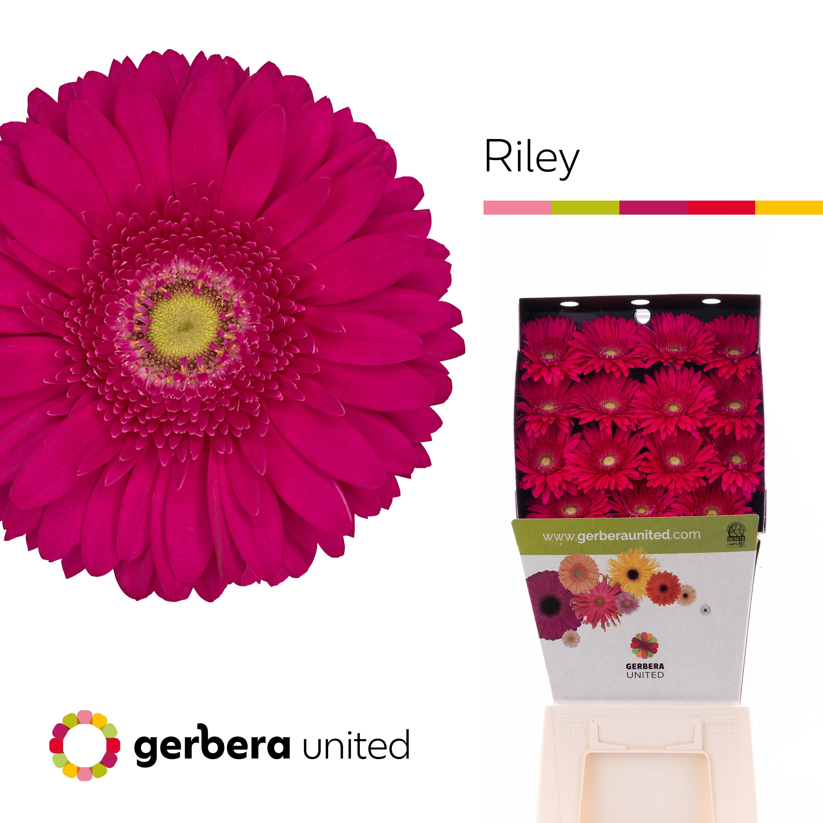 Срезанные цветы оптом Gerbera diamond riley от 45шт из Голландии с доставкой по России