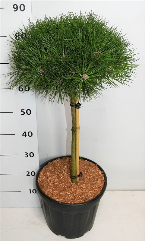 Горшечные цветы и растения оптом Pinus Nigra Bambino On Stem от 1шт из Голландии с доставкой по России