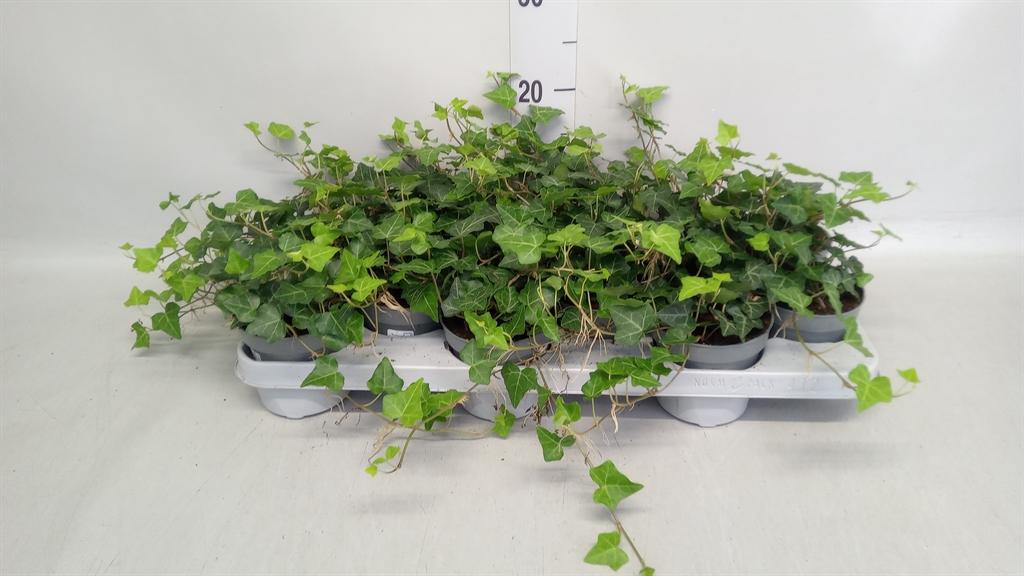 Горшечные цветы и растения оптом Hedera Hibernica от 12шт из Голландии с доставкой по России