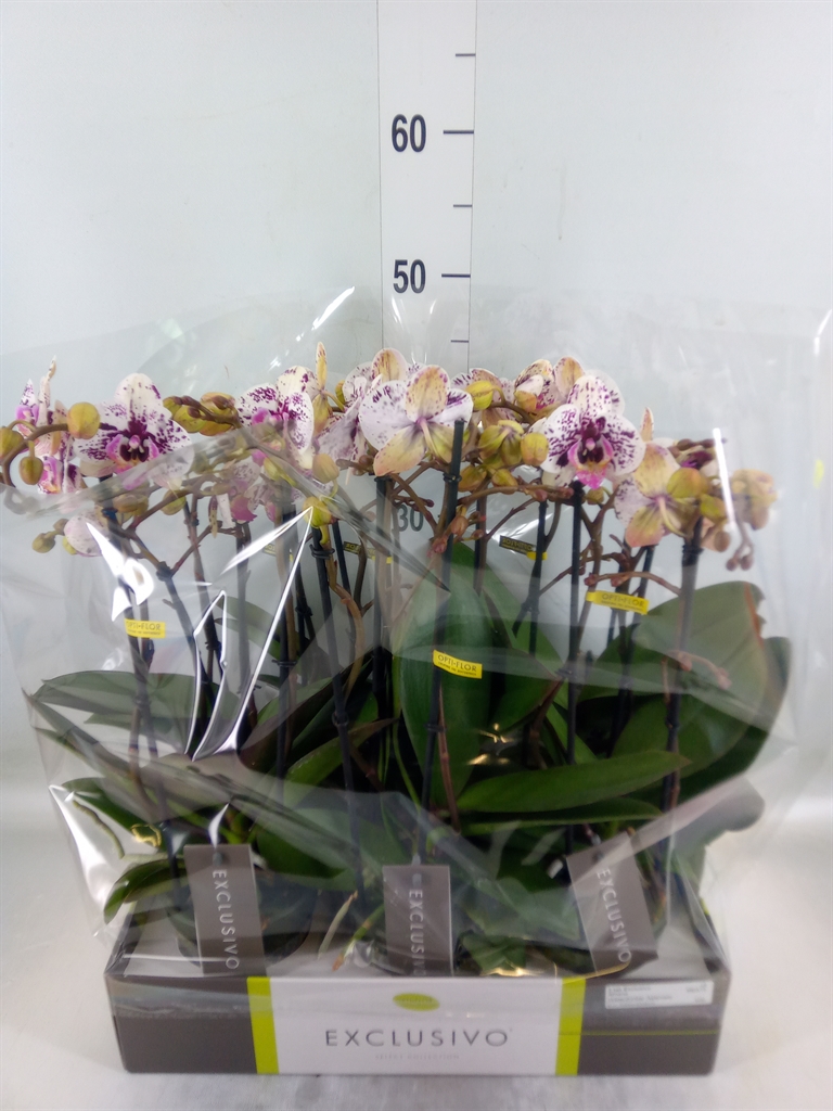 Горшечные цветы и растения оптом Phalaenopsis Multi.   ... от 6шт из Голландии с доставкой по России
