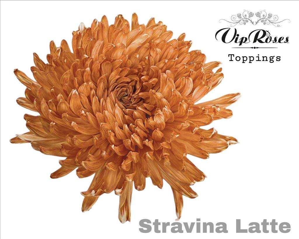 Срезанные цветы оптом Chrys bl paint stravina latte от 20шт из Голландии с доставкой по России