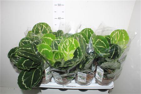 Горшечные цветы и растения оптом Calat Roseopicta Green от 8шт из Голландии с доставкой по России