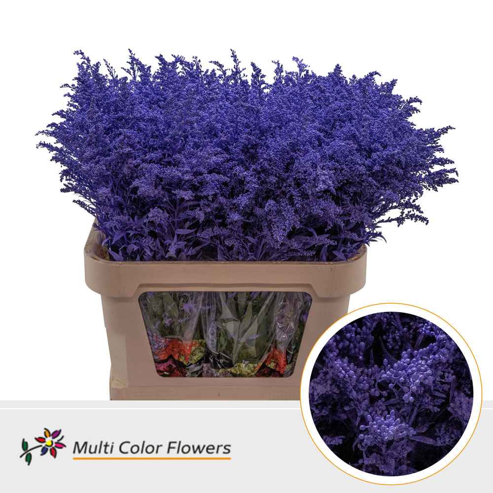 Срезанные цветы оптом Solidago paint violet от 100шт из Голландии с доставкой по России