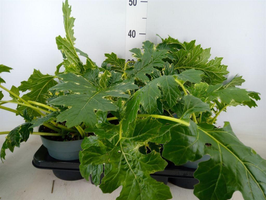 Горшечные цветы и растения оптом Acanthus Mollis от 3шт из Голландии с доставкой по России