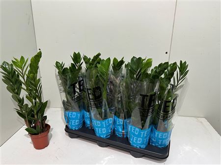 Горшечные цветы и растения оптом Zamioculcas 3+ от 12шт из Голландии с доставкой по России
