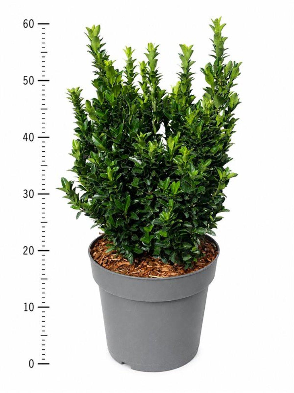 Горшечные цветы и растения оптом Euonymus Jap. green Spire от 1шт из Голландии с доставкой по России