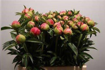 Срезанные цветы оптом Paeonia coral charm от 60шт из Голландии с доставкой по России